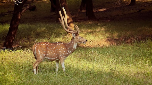 Een gevlekt hert in het bos