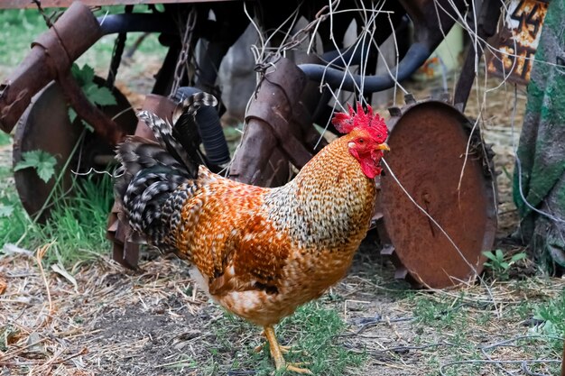 Een gevlekte haan loopt door de tuin op zoek naar een vrouwtje