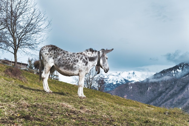 Een gevlekte witte muilezel in de weide in de bergen