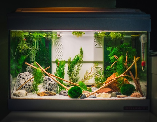 Een geweldig in de jungle beplant aquarium