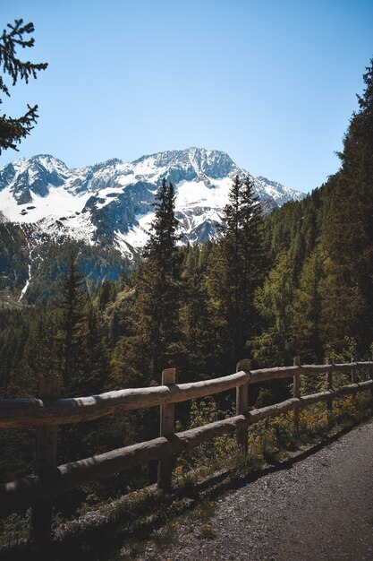 Een geweldig uitzicht op een Italiaans bos