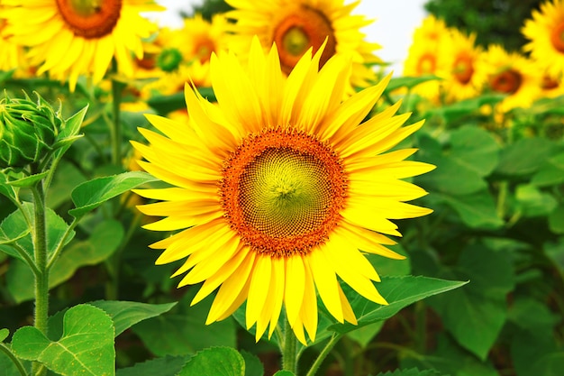 Een geweldig veld met zonnebloemen