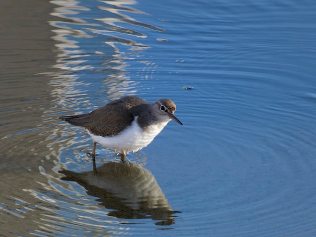 Een gewone strandloper of actitis hypoleucos op zoek naar voedsel in de stroming van een rivier