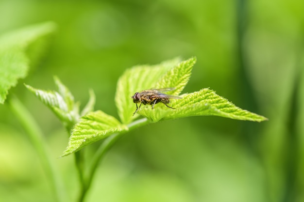 Een gewone vlieg zit op de bloem van een ui. Horizontale macrofotografie