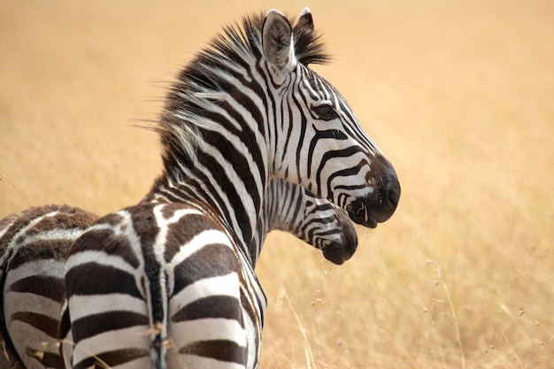 Een gewone zebra in de savanne van het Masai Mara nationaal park bij het eerste licht op een bewolkte zomerdag