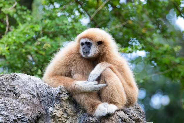 een gibbon zittend op rotsen