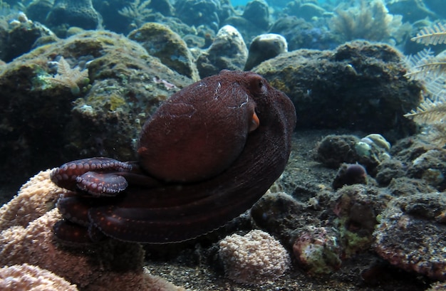 Een gigantische octopus zwemt langs koraalrif. Zeeleven van Bali.