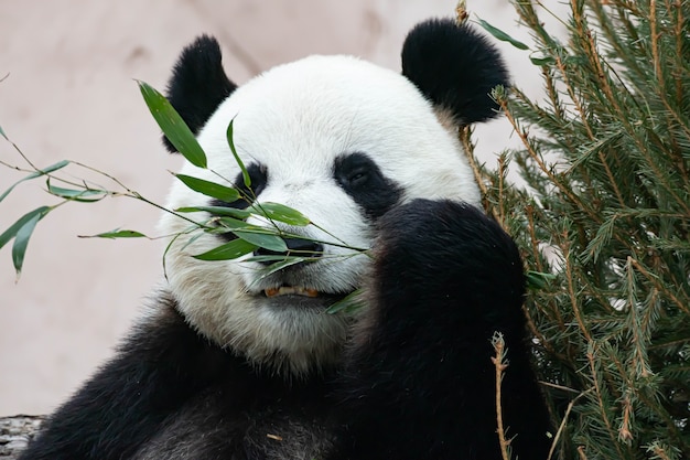 Een gigantische zwart-witte panda eet bamboe. Grote dierenclose-up.