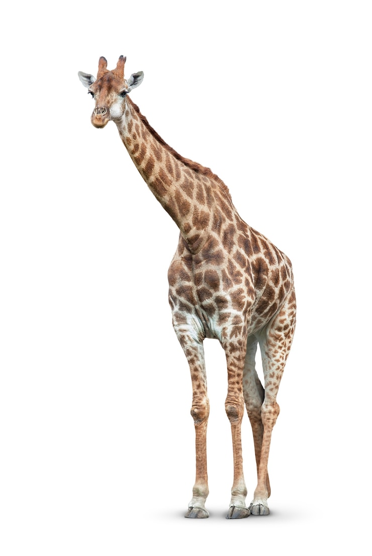 Foto een giraf is geïsoleerd op wit
