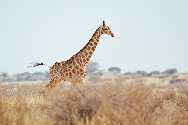 Een giraf rent door de Kalahari-woestijn Namibië