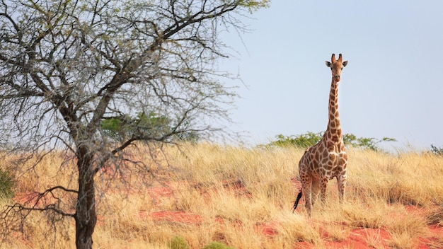 Een giraf staat bij een boom in de Kalahari-woestijn Namibië