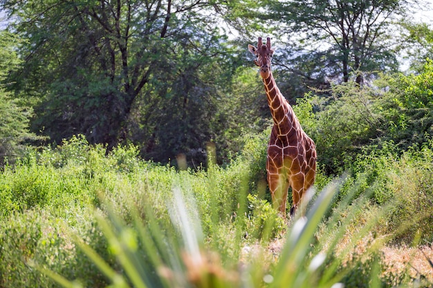 Een giraf staat tussen de acaciabomen