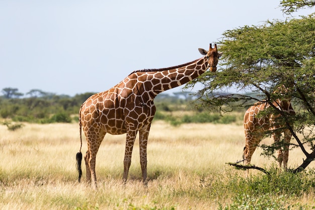 Een girafgroep eet de bladeren van de acaciabomen