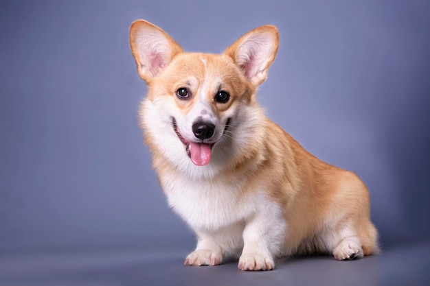 Een goed verzorgde corgi-puppy kijkt in de camera op een donkerblauwe achtergrond Studio foto Het concept van dierenverzorging