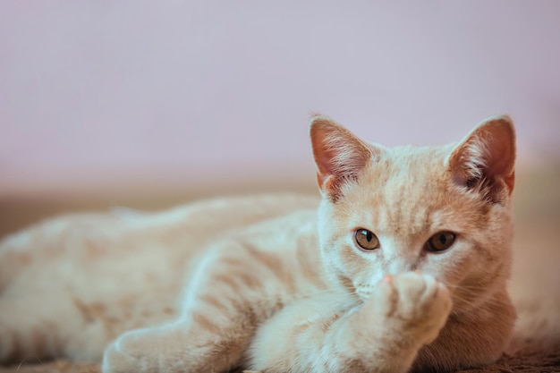 een goed verzorgde roomkat van het Brits Korthaar-ras ligt op de grond, wast en likt zijn poot