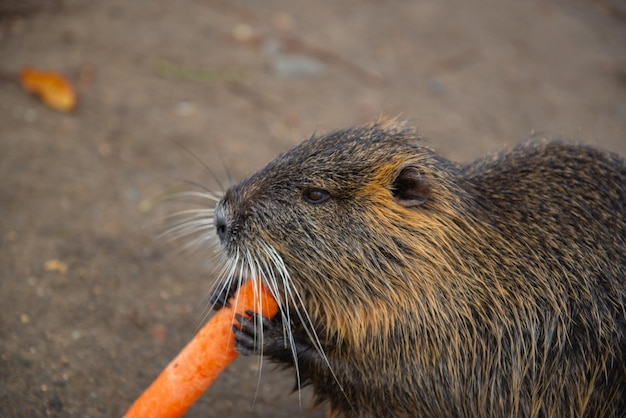 Foto een gouden bever knabbelt wortels in praag