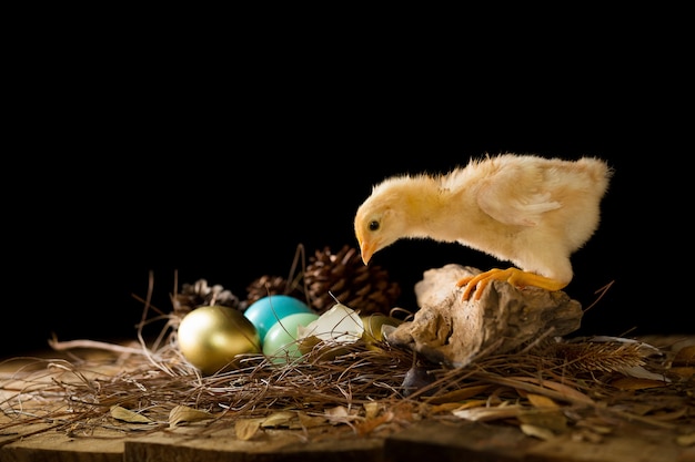 Een gouden ei en een babykuiken in een nest