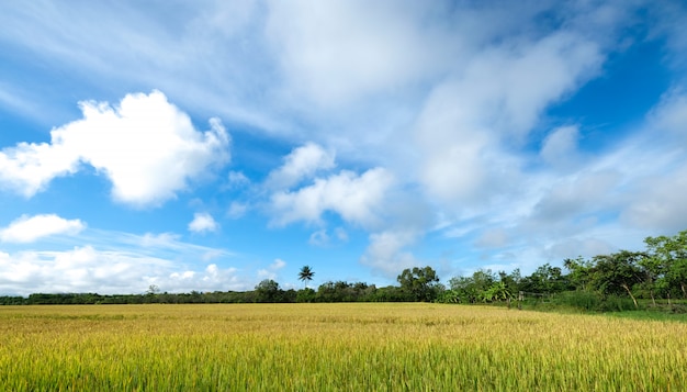 Een gouden veld van rijpen rijst korpsen op het platteland
