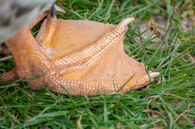 Een gracieuze eend, schitterende reflectie beneden, een rustig rivierlandschap, dat het ritme van de natuur in zijn zuiverste vorm vasthoudt.