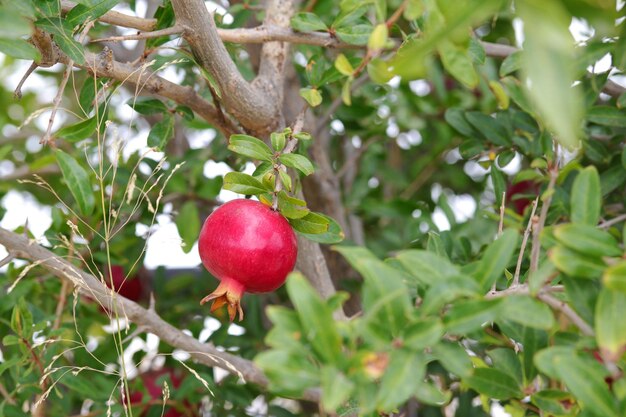 Een granaatappel hangt aan een boom met bladeren en een lucht op de achtergrond.
