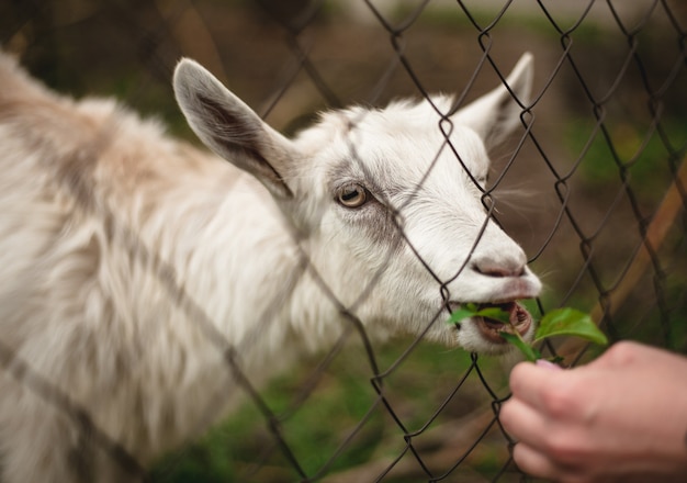 Een grappig portret van een geit die gras eet