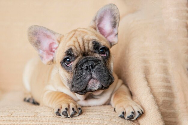 Foto een grappige franse bulldog puppy ligt op de bank.