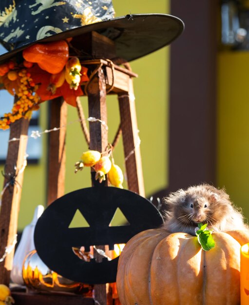 Foto een grappige ruige pluizige hamster zit op een pompoen en kauwt op een blad in een halloween-decor tussen slingers, lantaarns, kaarsen, oogstfestival