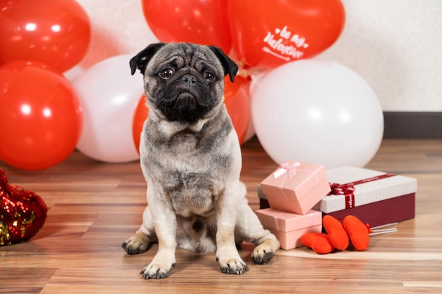 Een grappige schattige mopshond zit op Valentijnsdag bij de ballen en kijkt in de camera