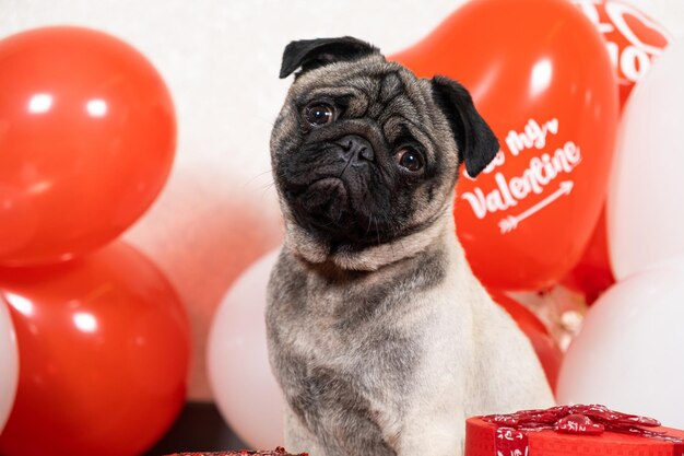 Een grappige schattige mopshond zit op Valentijnsdag bij de ballen