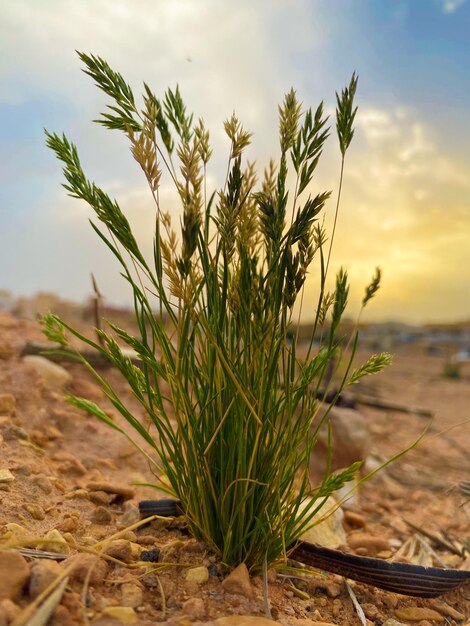 Foto een gras.