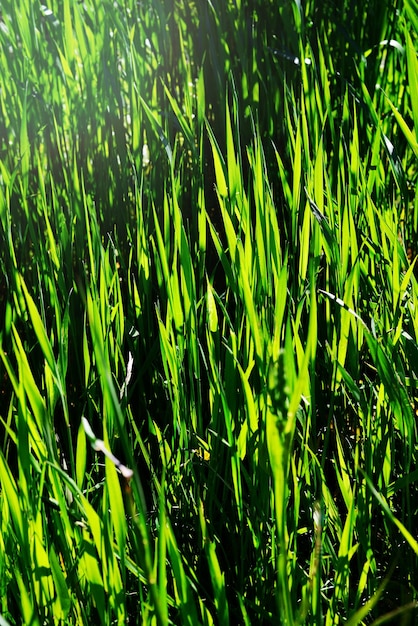 Foto een grasveld dat groen is en waar de zon op schijnt.