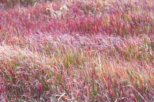 Een grasveld dat paars en rood van kleur is.