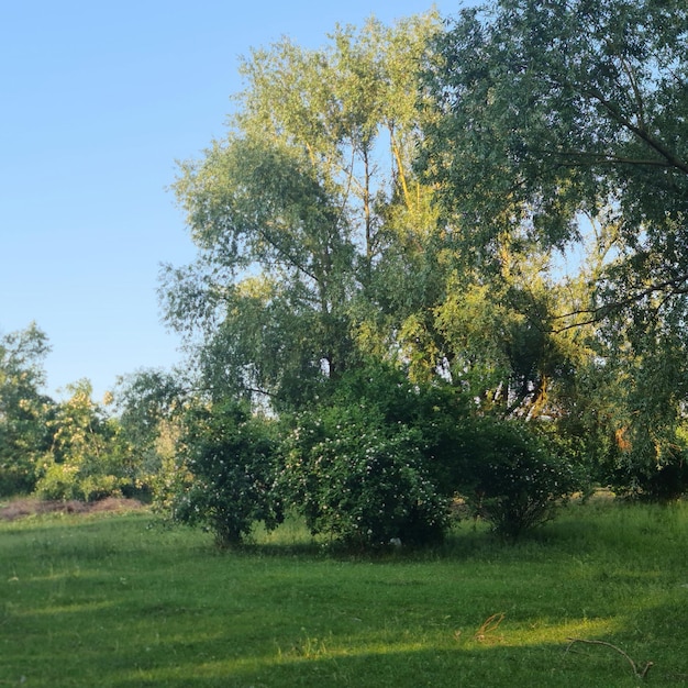 Een grasveld met bomen en een blauwe lucht