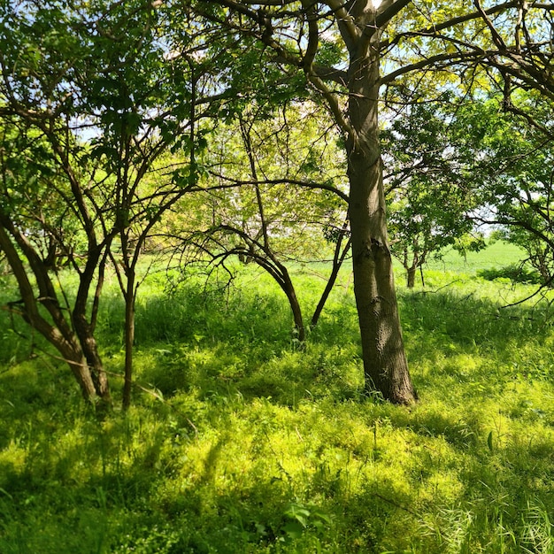Een grasveld met bomen en gras en een blauwe lucht