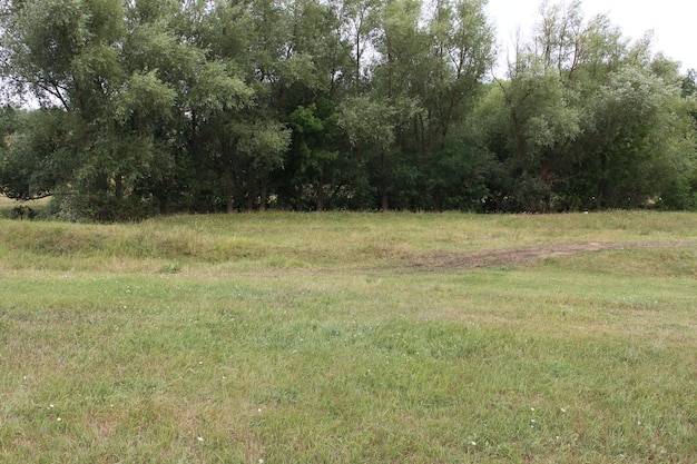 Een grasveld met bomen op de achtergrond