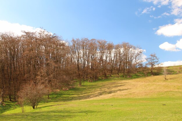 Een grasveld met bomen op de achtergrond