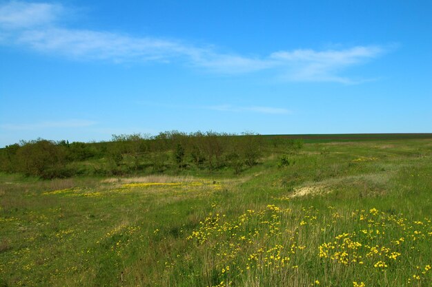 Een grasveld met bomen op de achtergrond