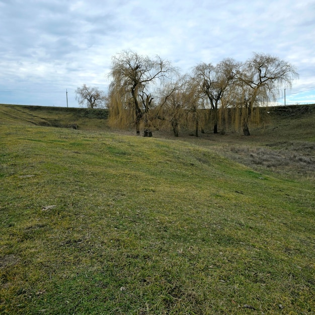 Foto een grasveld met bomen.