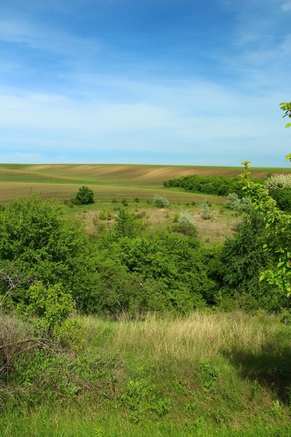 Foto een grasveld met bomen.