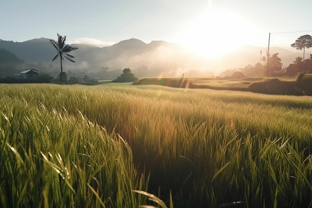 Een grasveld met daarachter de ondergaande zon