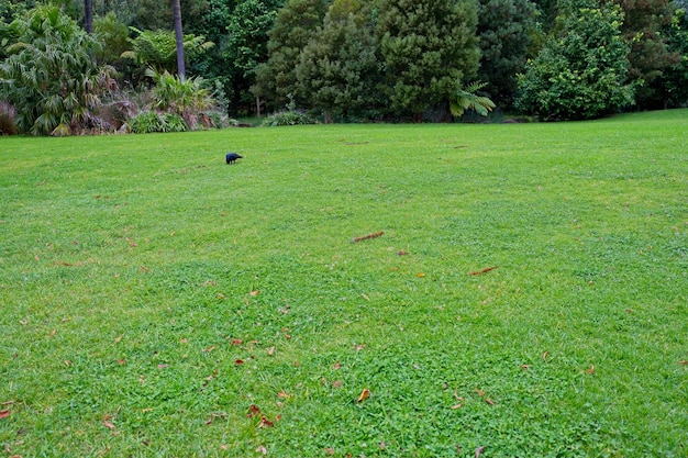 Een grasveld met daarop een zwarte vogel