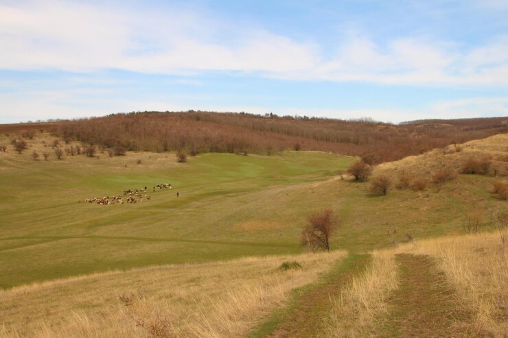 Foto een grasveld met een paar koeien.