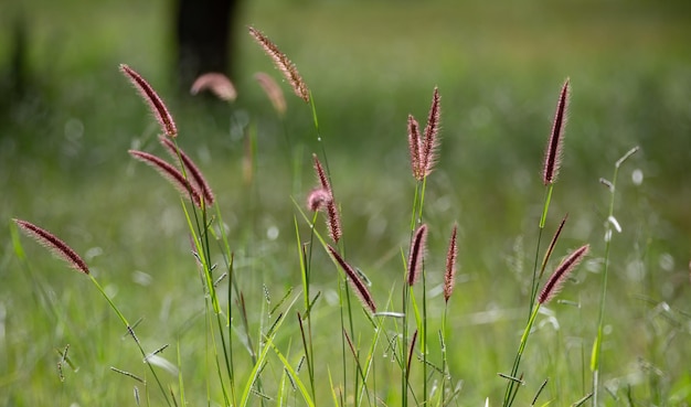 Een grasveld met het woord kat erop