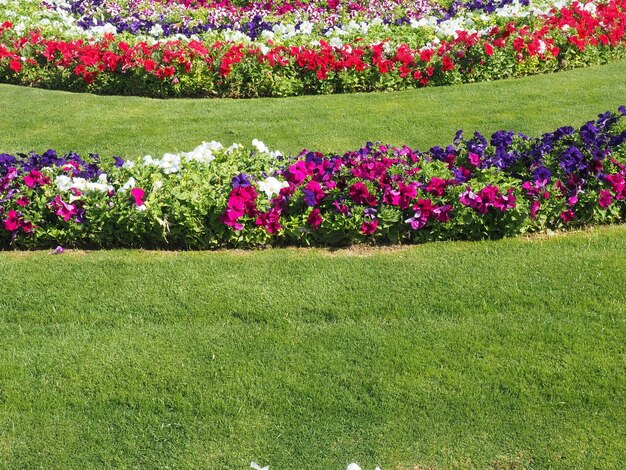 Een grasveld met kleurrijke bloemen in het midden