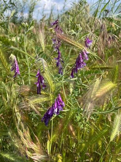 Een grasveld met paarse bloemen op de voorgrond.