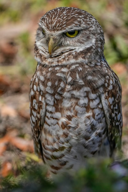 Foto een gravende uil zit op de grond.