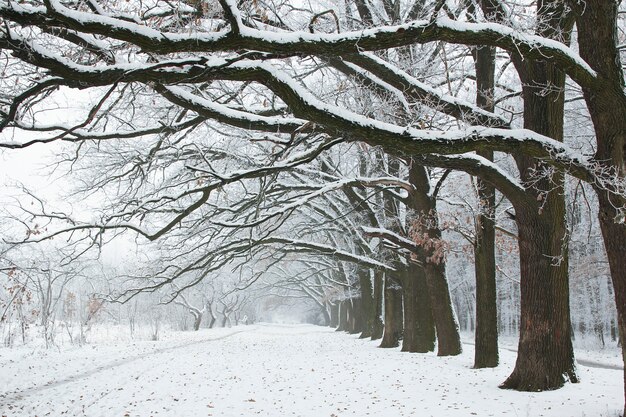 Een greep blauwe winter bosbomen