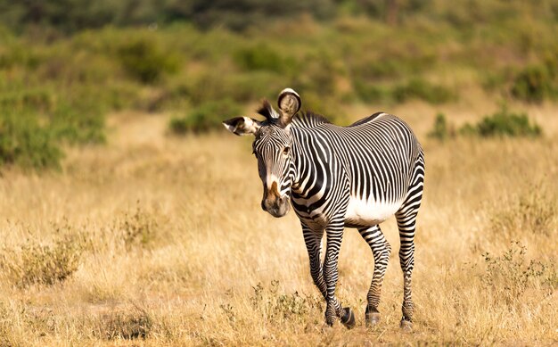 Een Grevy Zebra graast op het platteland van Samburu in Kenia