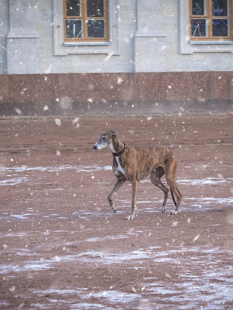 Een Greyhound-hond op een wandeling in de winter in de buurt van een oud paleis.