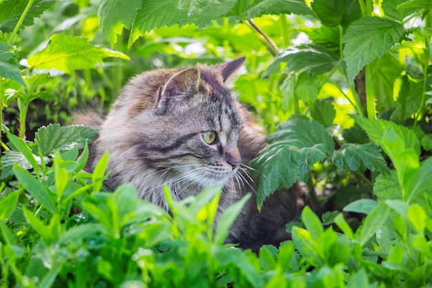 Een grijs gestreepte kat ligt in de grastuin